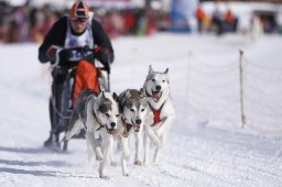 Lenk 2013